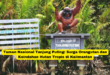 Taman Nasional Tanjung Puting Surga Orangutan dan Keindahan Hutan Tropis di Kalimantan